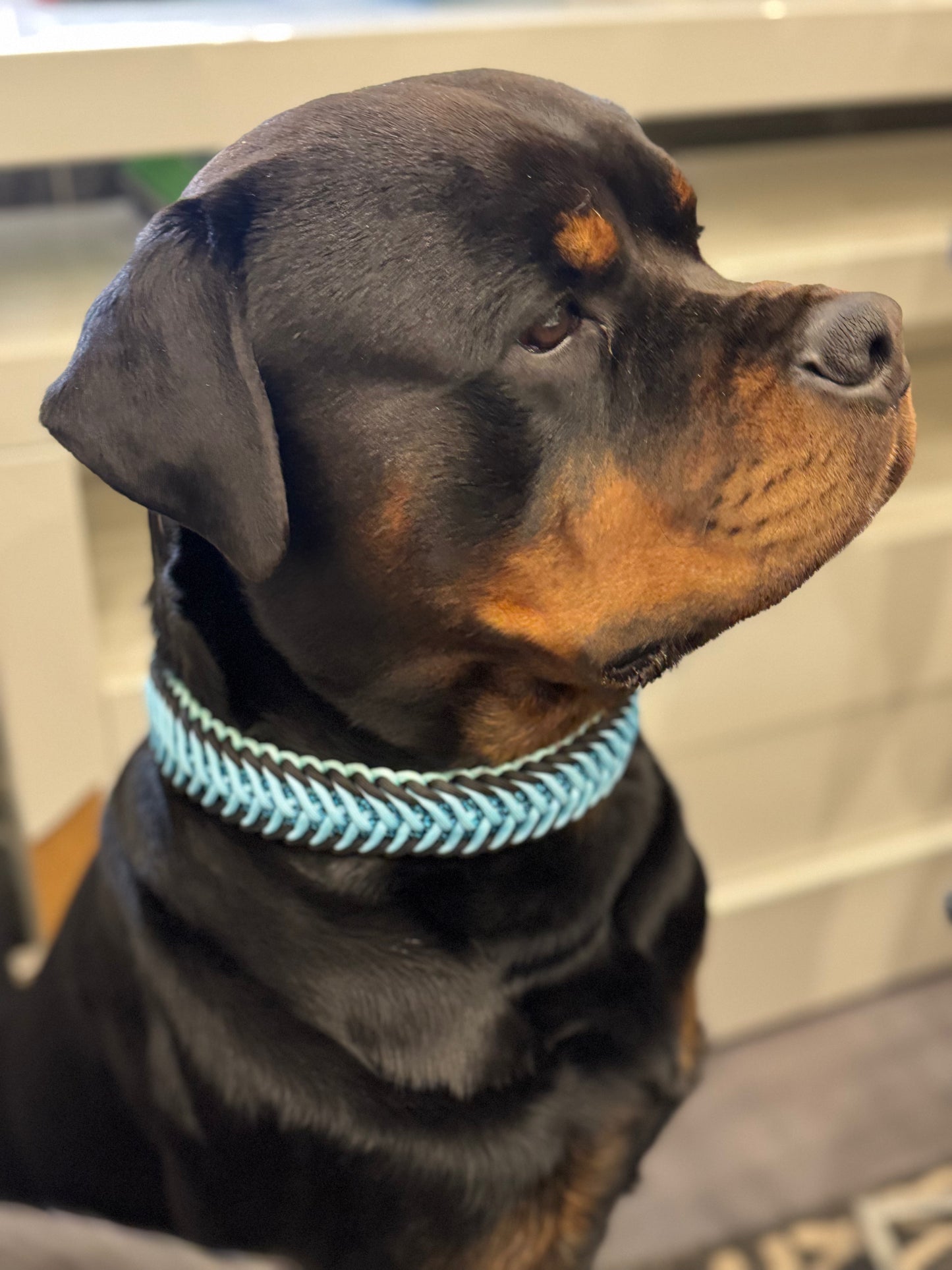 Flying Cookie Halsband individuell erstellen